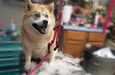 Kyra.jpg